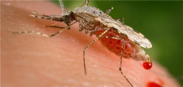 Malaria: Wo die „Problemmücke“ inzwischen überall zu finden ist Eine Mücke saugt Blut auf einem menschlichen Arm.