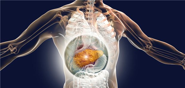 Chronische Hepatitis B: Heilung durch monoklonalen Antikörper? Eine hervorgehobene Leber im 3D-Modell