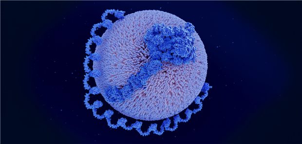 Intensive LDL-Senkung bei hohem Lp(a): Warum das schwierig werden kann Lipoprotein(a)-Partikel