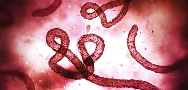 Symptome der Ebola Virus Erkrankung