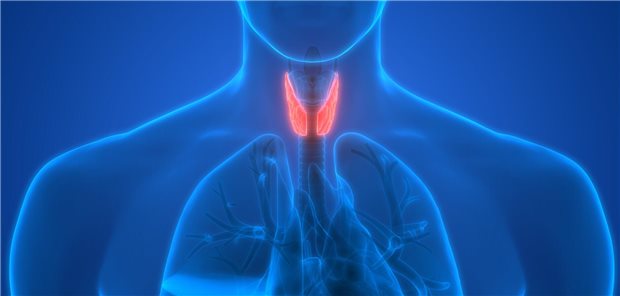 So sollten Sie bei Schilddrüsenknoten vorgehen Illustration der Schilddrüse