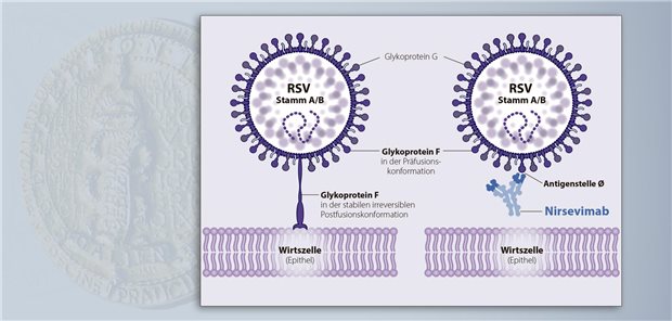 Nirsevimab bindet an die Antigenstelle Ø des Glykoproteins F (Präfusionskonformation) auf den Oberflächen der RS-Viren.