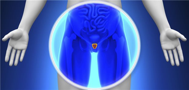 AOK-Auswertung: Drei von vier Männern gehen nicht zur Krebsvorsorge Schematische Darstellung der Prostata