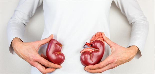 Typ-2-Diabetes macht besonderen Schutz für Niere und Herz erforderlich Modell der Nieren
