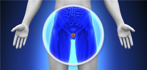 Prostatakrebs-Screening wahrscheinlich ähnlich effektiv wie Brustkrebs-Screening Abbildung einer Prostata.