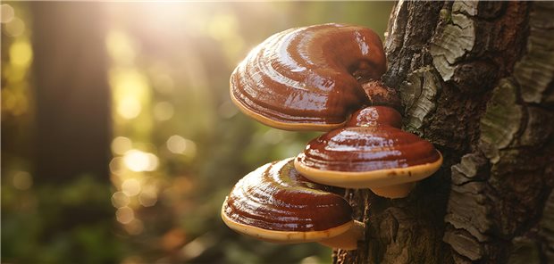 Seniorin mit schwerer Hypoglykämie — schuld war wohl der „Pilz der Unsterblichkeit“ Drei Pilze wachsen an einer Baumrinde.