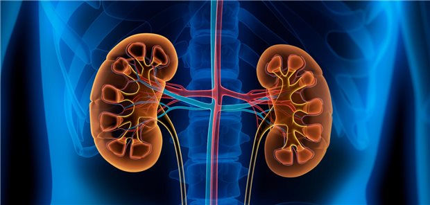 Niere schützen bei HFrEF – aber wie? Darstellung der Nieren im Körper.