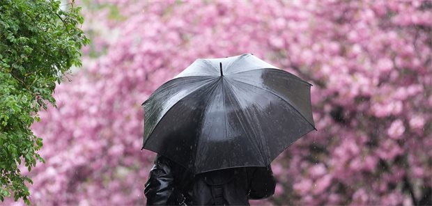 „Nicht auf die nächste Krise warten“: KBV macht sich für resilientere ambulante Versorgung stark Ein Passant geht im strömenden Regen an einer blühenden Zierkirsche vorbei.