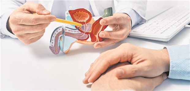 Prostatakrebs: Wie ist denn nun die Evidenz des PSA-Screenings? Ein Arzt hält ein Model des männlichen Geschlechtstraktes und zeigt mit einem Stift auf die Prostata.