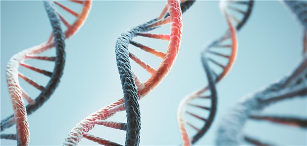 Veränderungen in den Genen verursachen ja die Mehrzahl der Seltenen Erkrankungen. Eine aktuelle genetische Untersuchung brachte nun bisher unbekannte Mutationen zutage.