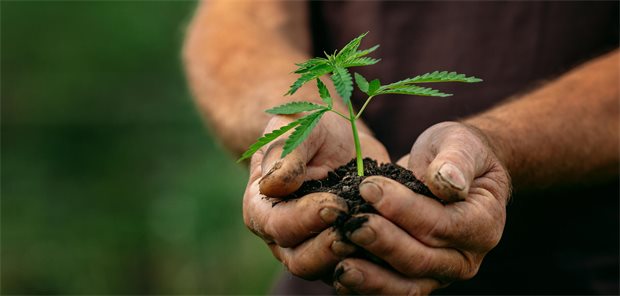 THC-Fertigarzneimittel auch im Off-Label-Use? Regierung überlässt Antwort den Gerichten Vielversprechendes Kraut. Die sozialrechtlichen Bedingungen der THC-Medizin sind jedoch restriktiver geworden.