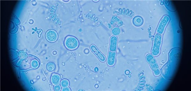 Kleingefäßvaskulitiden: Nutzen der Cotrimoxazol-Prophylaxe ebbt nach halbem Jahr ab Detaillierte mikroskopische Aufnahme die vielfältige einzellige Lebensformen in einem lebendigen flüssigen Medium zeigt.
