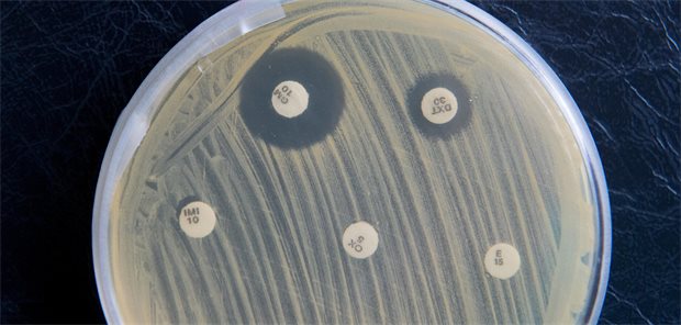 Antibiotika-Resistenzen: Digitales Tool greift Ärzten unter die Arme MRSA-Keime sind am 19.09.2017 im Institut für Hygiene und Gesundheit in Hamburg in einer Petrischale zu sehen. Die weißen Plättchen geben verschiedene Antibiotika ab, von denen einige die Keime im Umkreis absterben lassen.