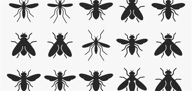 Mückenstiche: Warum heimische Insekten oft gefährlicher sind als Exoten Verschiedene Mücken und Fliegen.