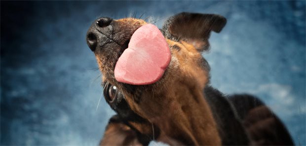 Kasuistik: Was passieren kann, wenn der Hund die Wunde ableckt Ein Hund streckt seine Zunge raus
